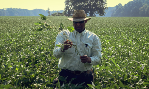 photo of an Arkansas soybean and rice farmer in the middle of a field, 齐腰深的庄稼, 手里拿着一株植物的茎，仔细察看